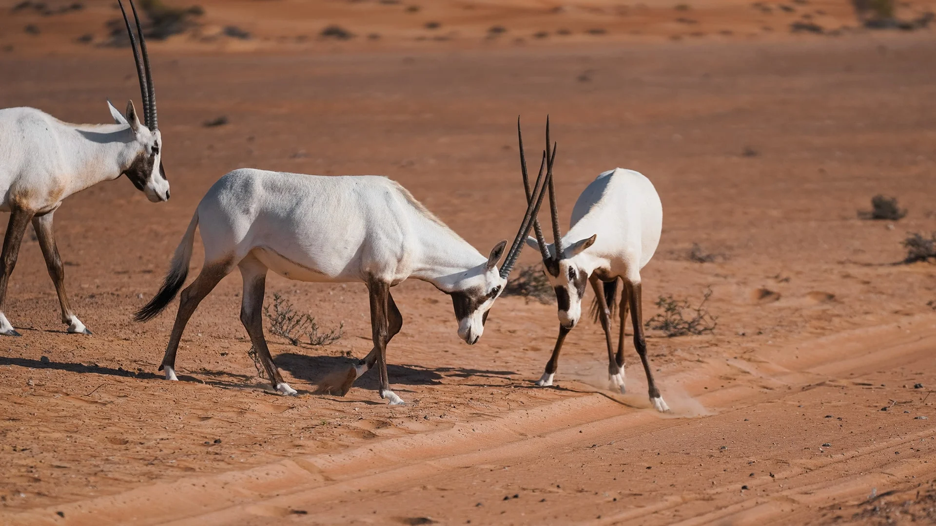 Evening Desert Safari in Dubai, , large